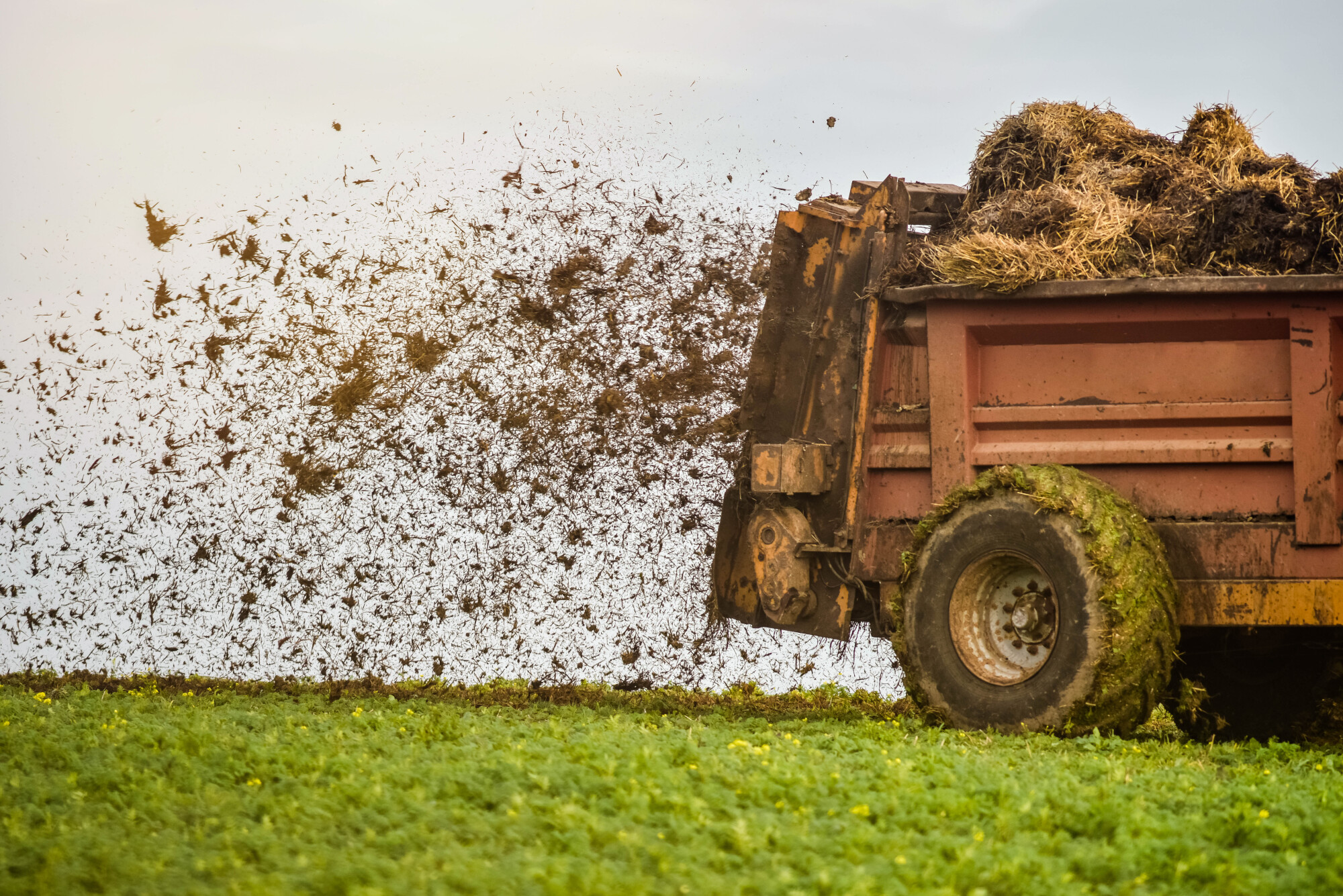 farmer spreading manure in fields in autumn