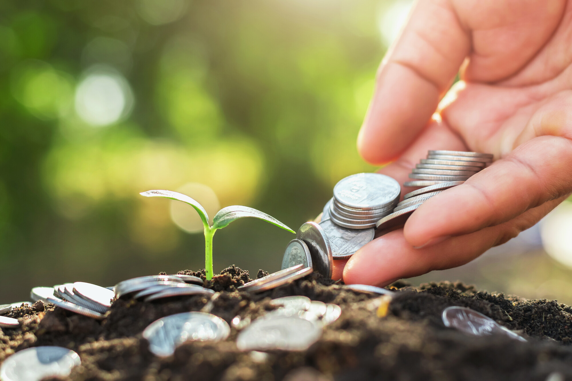 Placing Coins Around Plant