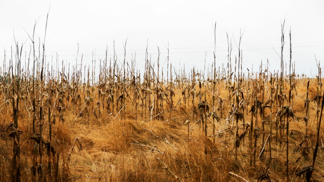 Dying and Neglected Crops