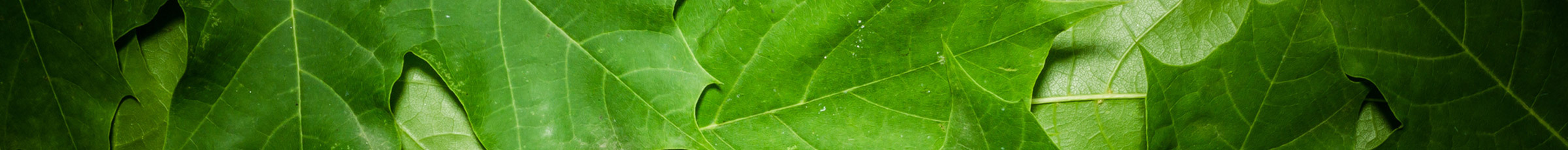 Close-up of vibrant green leaves with natural lighting.