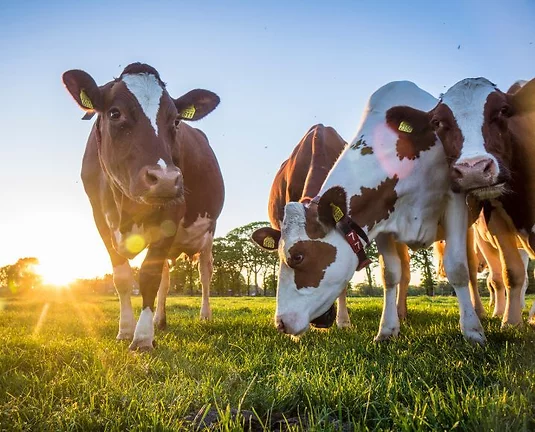Brown and white cows eating grass with the usn shining in the back.