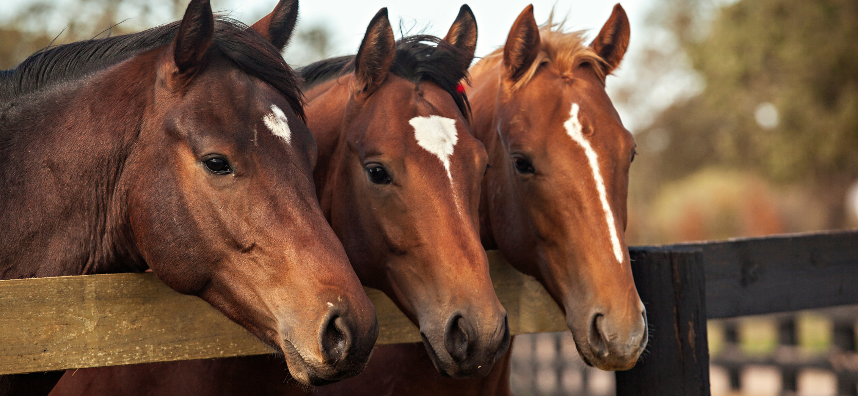 Three brown horses with white spots on their foreheads/muzzles looking over a wood fence.