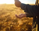 Close-up of a person examining and letting grain fall through their hands in a golden wheat field during sunset.