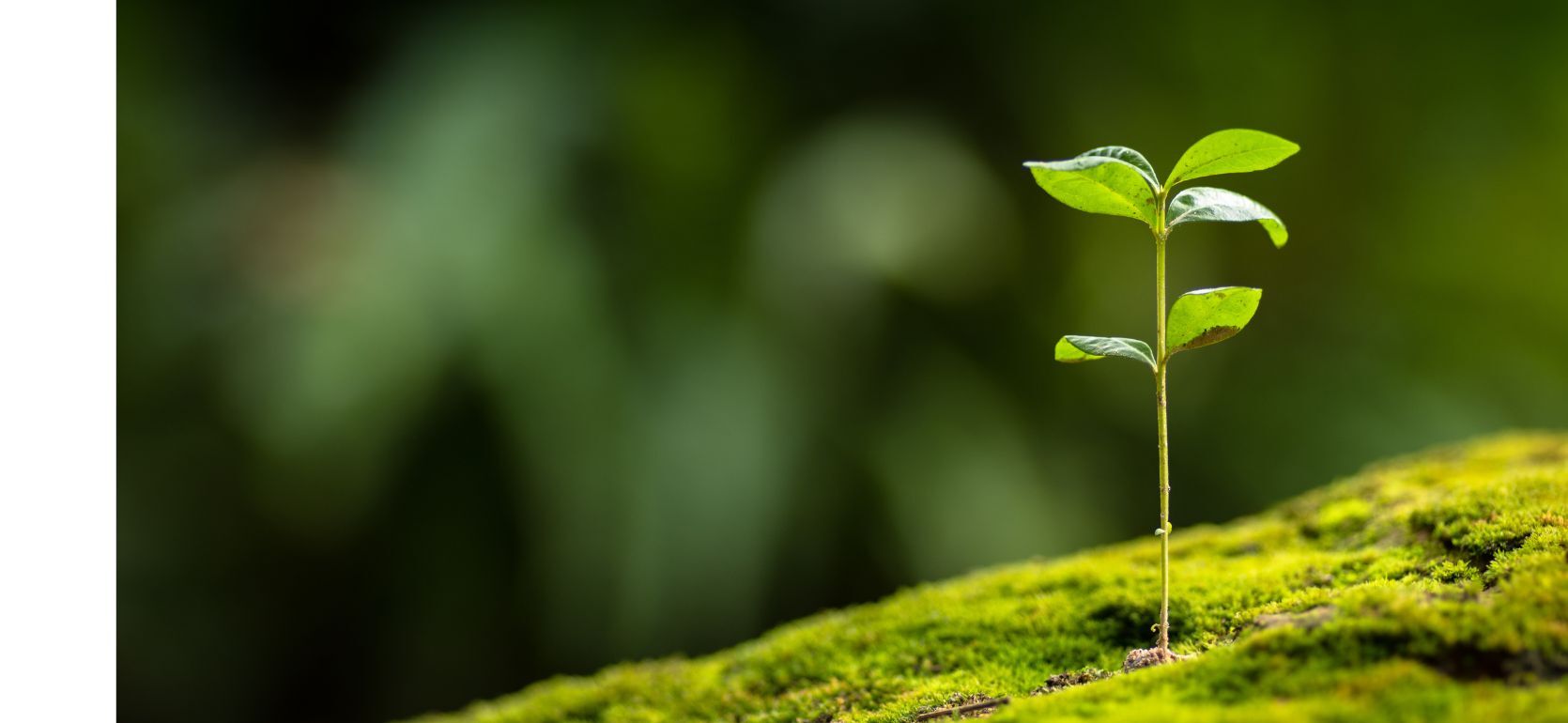 Plant sprouting out of the grassy ground.