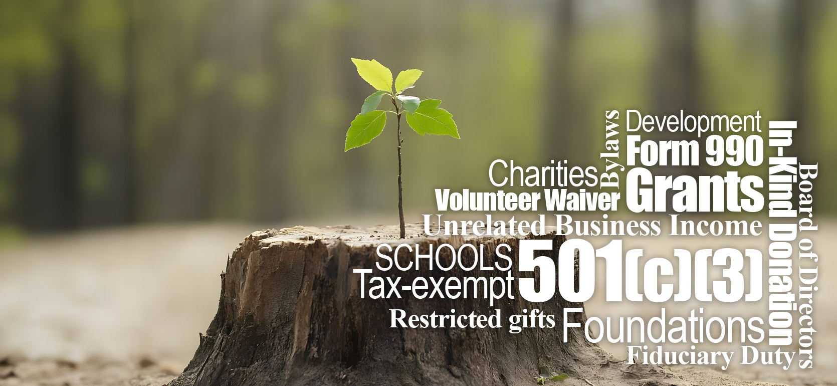 A small green sapling grows from the center of a tree stump in a forest, symbolizing renewal and nonprofit growth. Surrounding the plant are nonprofit and tax-related terms such as “501(c)(3),” “Grants,” “Tax-exempt,” “Form 990,” “Charities,” “Foundations