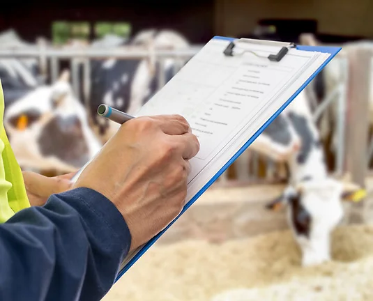 Hands, engineer and clipboard for checklist, inspection notes or safety compliance. Person,writing with documents for, inspecting cows at dairy farm or supervisor paperwork