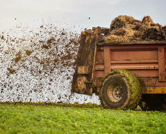 Farmer spreading manure in fields in autumn from out of the back of dirty truck.