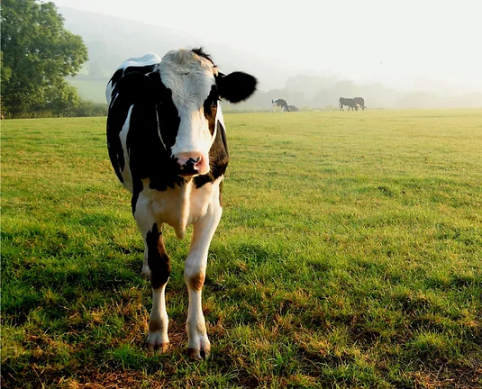 Picture of a white and black cow standing in a field with more cows in the background.