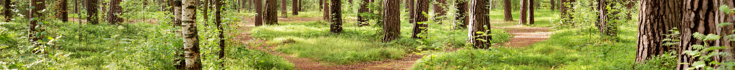 Forest scene with tall trees, green undergrowth, and two dirt paths curving through the grass-covered forest floor.