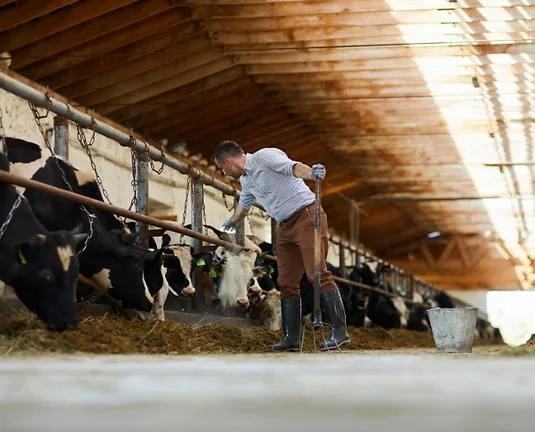Picture of a man in a barn surrounded by cows.