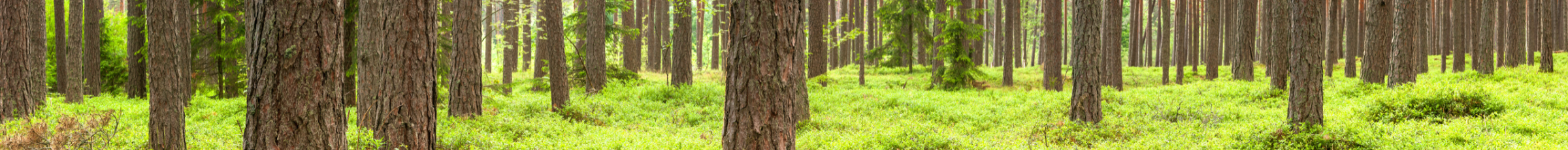 Dense forest with tall, straight tree trunks and a bright green forest floor covered in low vegetation