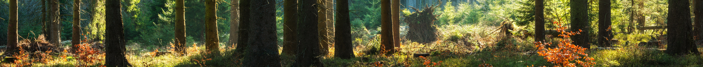 Sunlight filtering through tall trees in a dense forest, illuminating patches of moss, grass, and orange undergrowth on the forest floor