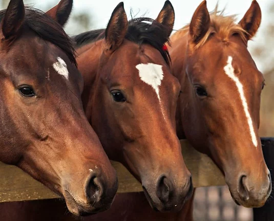 Three brown horses with white spots on their foreheads/muzzles looking over a wood fence.