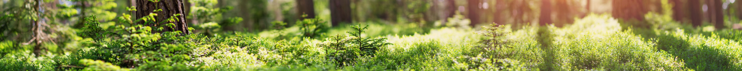 Sunlit forest floor covered in green vegetation and small saplings, with tall trees in the background