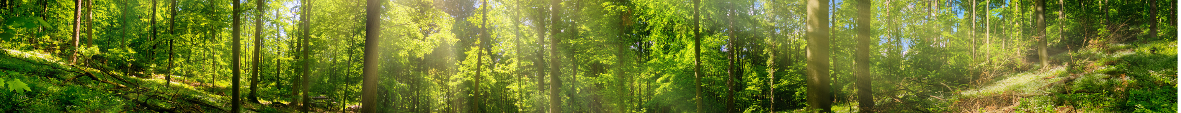 Lush green forest with tall trees and sunbeams filtering through the canopy, illuminating dense undergrowth and fallen branches on a sloped forest floor.
