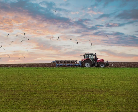 Red tractor plowing a field at sunset with birds flying overhead and a green foreground of crops.
